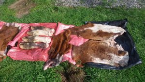 14303723_596625960509680_2140025027_o-1