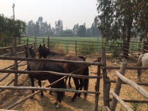 Duras criticas al Gobierno formuló funcionario municipal de Marchigue, tras incendios forestales