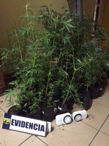 marihuana 3