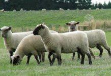 Roban 11 corderos desde predio en Purranque