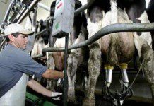 Crisis de confianza gatilla salida de Fedeleche del Consorcio Lechero