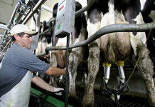 Agricultores de la provincia de Llanquihue ponen alerta por bajos precios de la leche