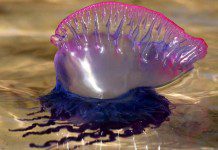 Minsal descarta presencia de fragata portuguesa en Los Lagos