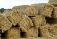 Delincuentes robaron 65 fardos de pasto desde un predio rural en Purranque.