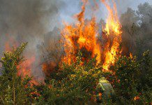Incendio forestal consumió 20 hectáreas en Chahuilco, Río Negro