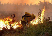 Incendios forestales: 72% menos de hectáreas en 2016 en comparación con el año anterior en la región