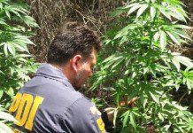 PDI incauta 70 plantas de marihuana en pleno centro de Osorno.