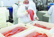 Gobierno plantea plan de reconversión laboral para trabajadores desvinculados de salmonera en Chiloé