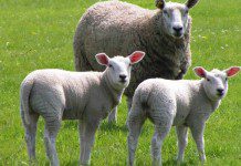 Ladrones Robaron tres ovejas a pequeño agricultor de Carimallín.