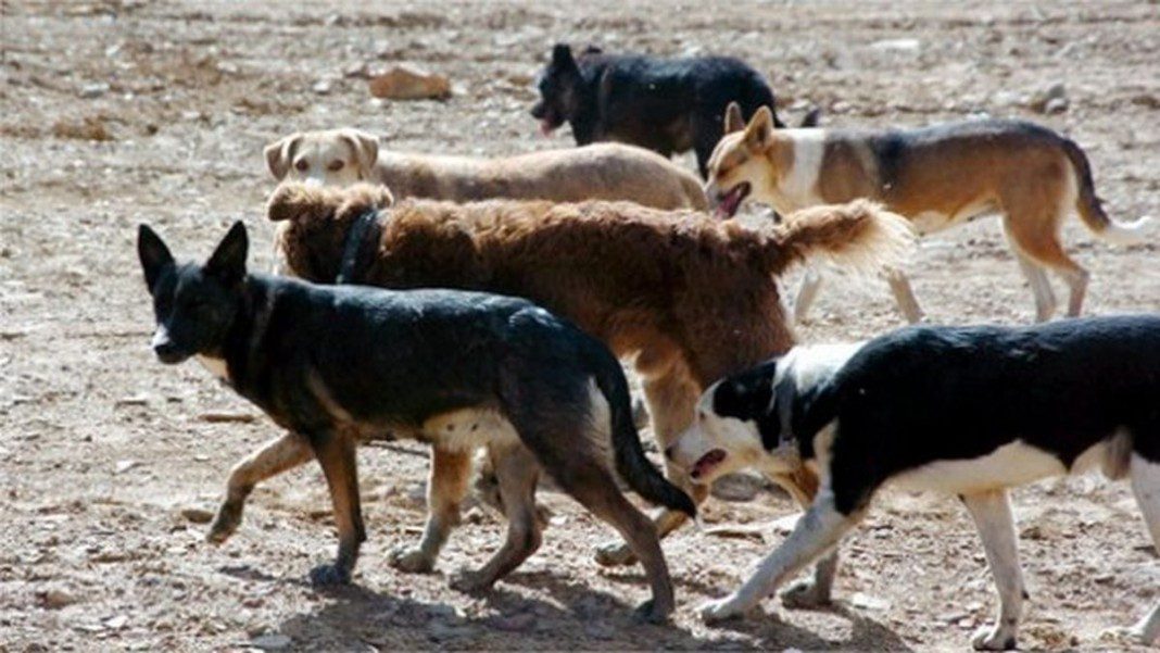 perros