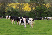 Aumentó en 20% abigeatos en jurisdicción de Fiscal Jefe de Río Negro.