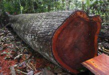 Hombre aplastado por árbol en Tril Tril perdió la vida en el Hospital de Osorno