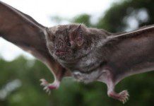 Confirman tercer caso de murciélago con rabia en Osorno