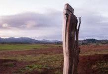 Comunidad mapuche realizó usurpación de predio forestal en San Juan de la Costa