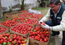 SAG intercepta casi dos toneladas de productos en Cardenal Samoré en lo que va del año