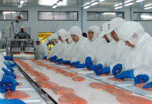 Confesur anuncia querella contra Intendente De la Prida en el marco de crisis del salmón