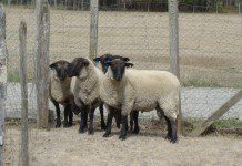 Carabineros de Entre Lagos recupera 12 ovinos que habían sido robados.