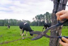 Cuatreros faenaron dos animales vacunos en un predio agrícola de San Pablo