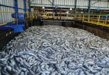Sobre 30 millones de peces murieron por bloom de algas según informe de Salmonchile.