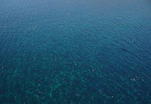 Preocupación genera varamiento masivo de medusas en Bahia San Pedro, Maullin.