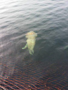 IMG-20160406-WA0013