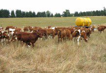 Grave crisis genera falta de agua en Puerto Montt, ya suman 3.500 personas afectadas.