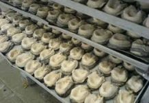 Pescadores artesanales de la región preocupados por anuncio sobre bajos precios del loco.