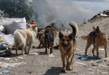 Concejal Segura afirma que en Puerto Montt hay más de 20 mil perros vagos.