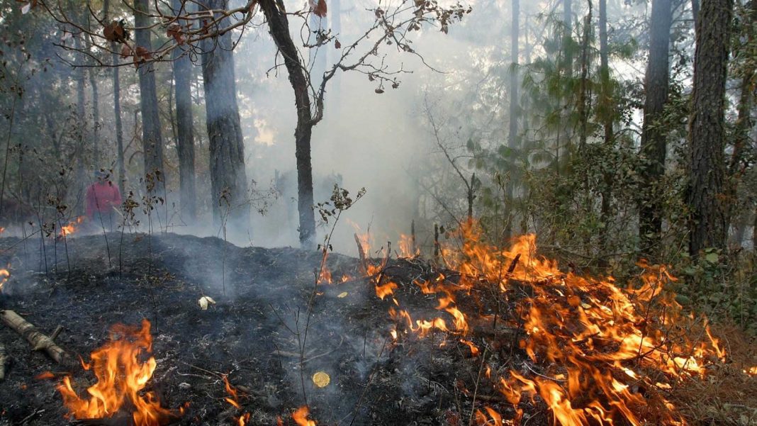 INCENDIO-FORESTAL