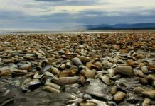 Inyectan 900 millones de pesos para programas de empleo por marea roja