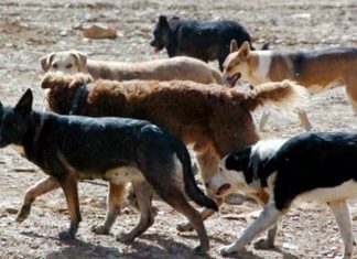 Seminario internacional en Puerto Montt abordará la crisis por ataques de perros al ganado en Los Lagos