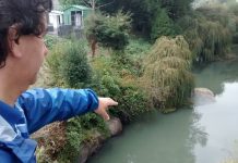 Detectan tercer episodio de contaminación en el Río Damas de Osorno en este 2016