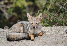 Proyecto de ley de Biodiversidad y áreas protegidas buscará fortalecer los ecosistemas de la región de Los Lagos