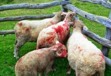 Productores de ganado piden soluciones frente a sobrepoblación de perros asilvestrados.