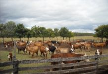 Fiscal a cargo de abigeatos en provincia de Osorno llama a denunciar el delito