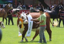 SAGO FISUR 2016 tendrá su lanzamiento nacional en Enagro