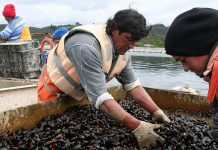 Nuevas zonas de extracción de mariscos decreta la Seremi de Salud en la región