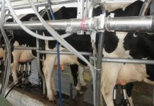 China potencia sector lechero con planteles a gran escala de hasta 10.000 cabezas