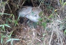 Nuevo caso de abigeato se registra en Puyehue, provincia de Osorno