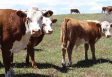 Productor osornino denuncia que en 12 oportunidades ha sido víctima de abigeato