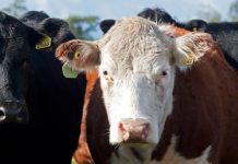 Agricultor de Río Negro sufrió segundo abigeato en menos de un mes