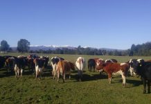 Desconocidos sustraen 82 animales desde fundo El Estero, región de Los Ríos