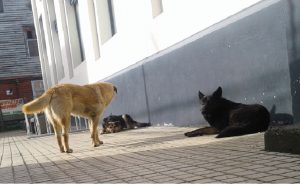 PEROS 3