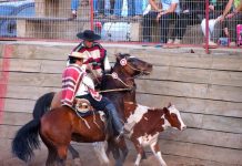Innovación al sistema de clasificación para el Campeonato Nacional de Rodeo