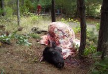 Tribunal condeno a cárcel efectiva a sujeto por abigeato en San Pablo.