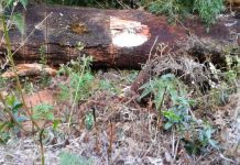 Un trabajador murió aplastado por un árbol en Purranque