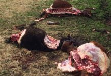 Cuatreros faenaron 6 vaquillas en predio agrícola de San Pablo.