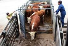 Roban 22 animales vacunos desde predio agrícola en Puyehue.