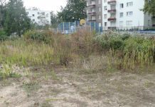 Propietarios de sitios eriazos serán multados por no cortar el pasto en #Osorno