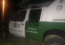 Denuncian abigeato en sector de Fresia